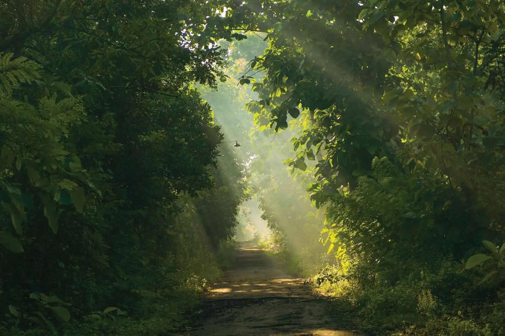 Sunlit forest path