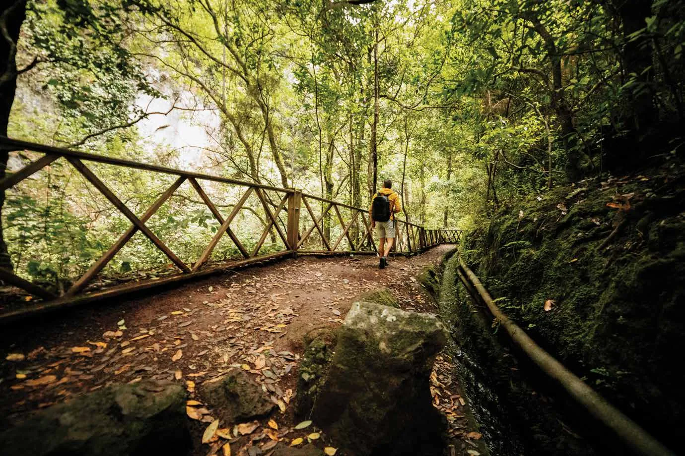 Forest trail